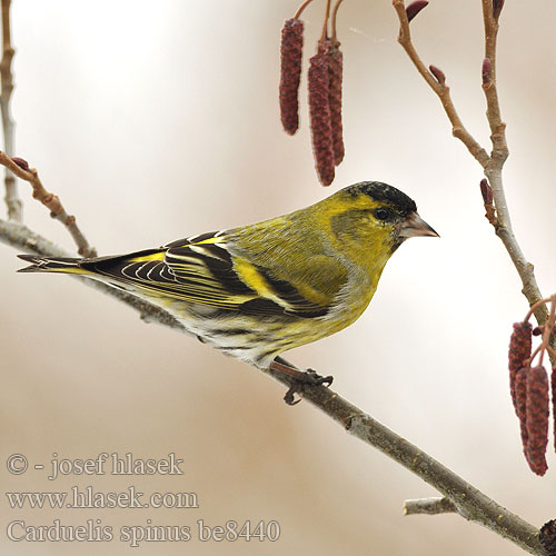 Carduelis spinus be8440