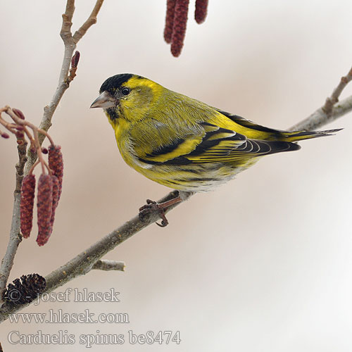 Carduelis spinus be8474