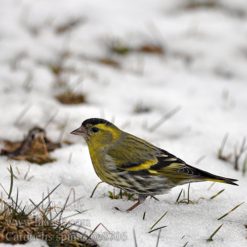 Carduelis spinus be8706