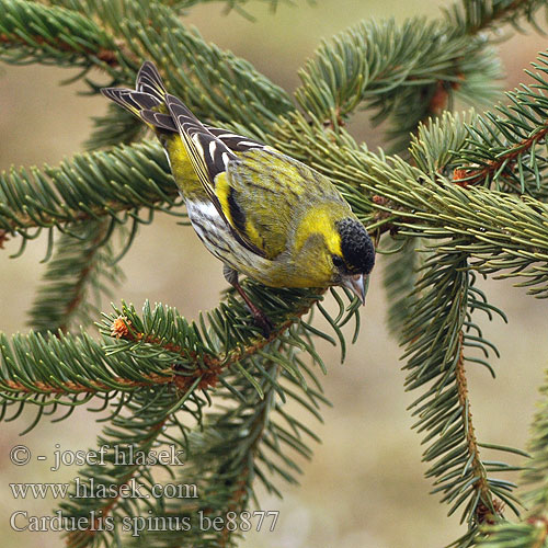 Carduelis spinus be8877