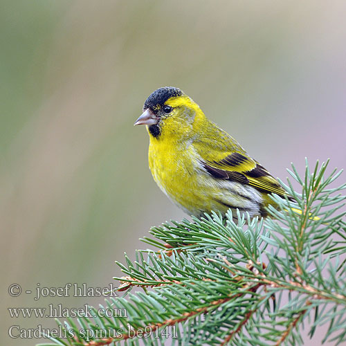 Carduelis spinus be9141