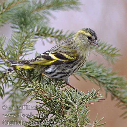 Carduelis spinus be9177