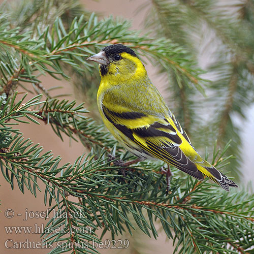 Carduelis spinus be9229