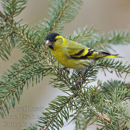 Carduelis spinus be9240