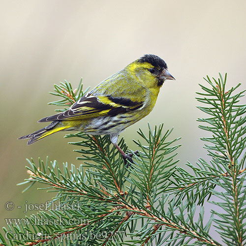 Carduelis spinus be9257