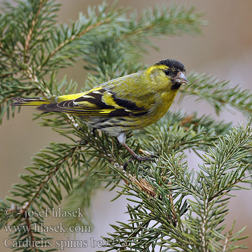 Carduelis spinus be9275