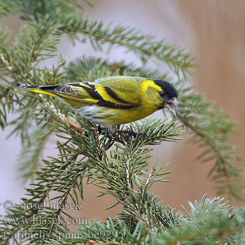 Carduelis spinus be9295