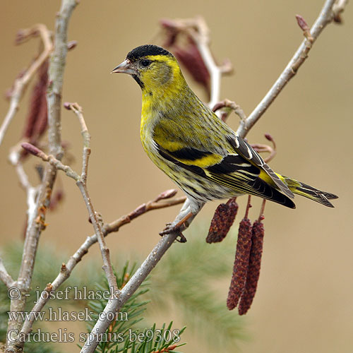 Carduelis spinus be9308