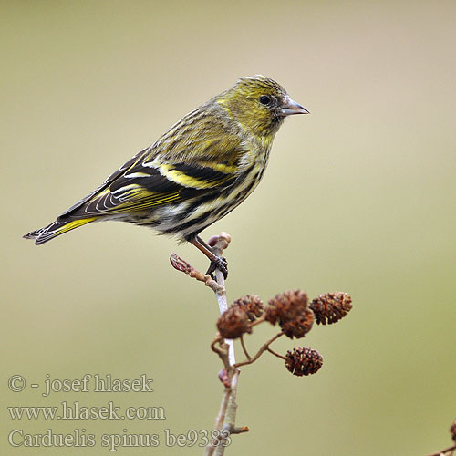 Carduelis spinus be9383