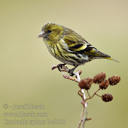 Carduelis spinus be9393