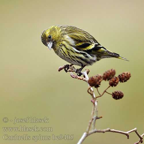 Carduelis spinus be9405