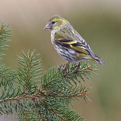 Carduelis spinus be9429