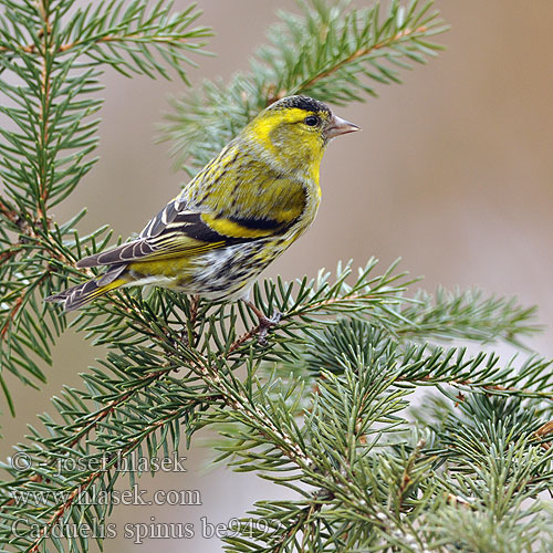 Carduelis spinus be9492