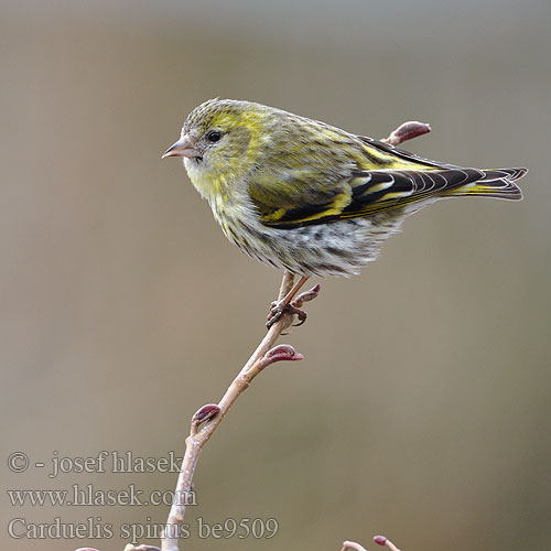 Lugre Karabaşlı iskete חרפי Carduelis spinus