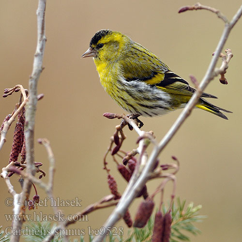 Karabaşlı iskete חרפי Carduelis spinus