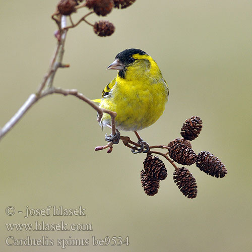 חרפי Carduelis spinus Siskin Grønsisken