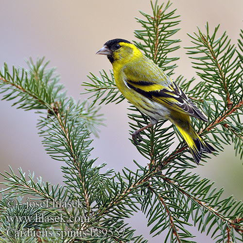 Carduelis spinus Siskin Grønsisken Vihervarpunen