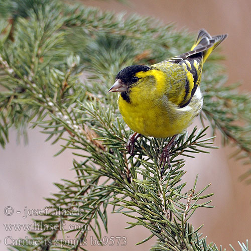 Carduelis spinus Čížek lesní Lúgano