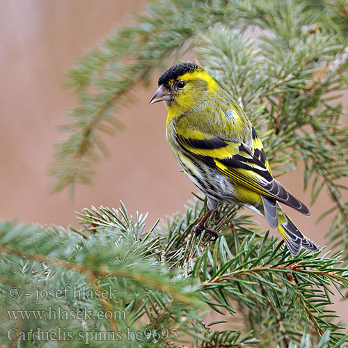 Carduelis spinus be9695