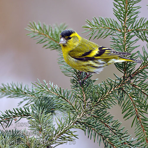 Carduelis spinus Lugre Karabaşlı iskete חרפי