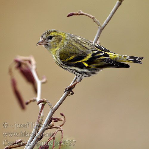 Carduelis spinus Grønsisken Vihervarpunen