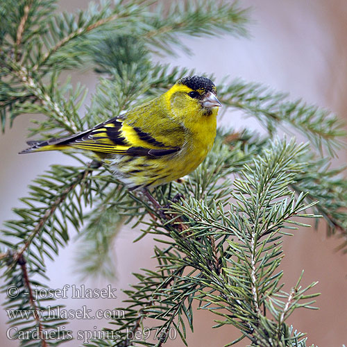 Carduelis spinus Vihervarpunen Tarin aulnes