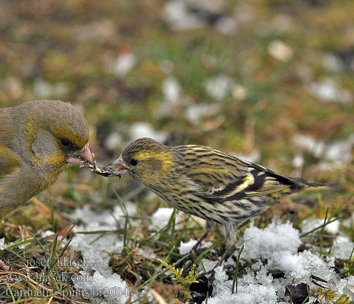 Carduelis spinus Siskin Grønsisken Vihervarpunen