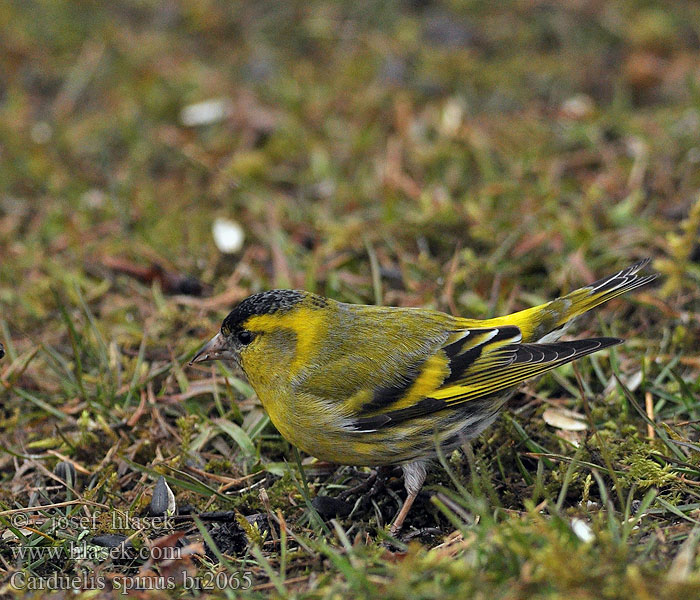 Carduelis spinus Tarin aulnes Sijs Lucherino eurasian