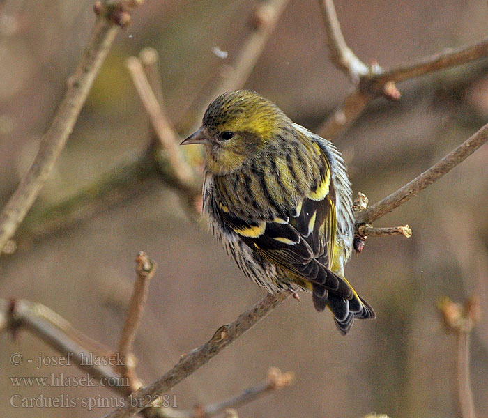 Carduelis spinus Csíz Erlenzeisig Czyż Stehlík čížavý