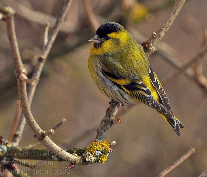 Carduelis spinus Čížek lesní Lúgano Grönsiska 黃雀 Чиж