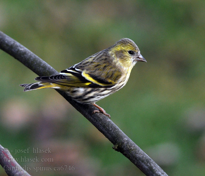 Siskin