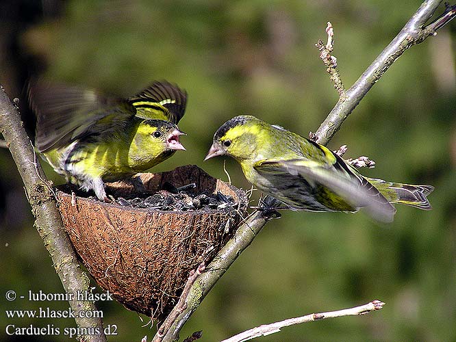 Carduelis spinus d2