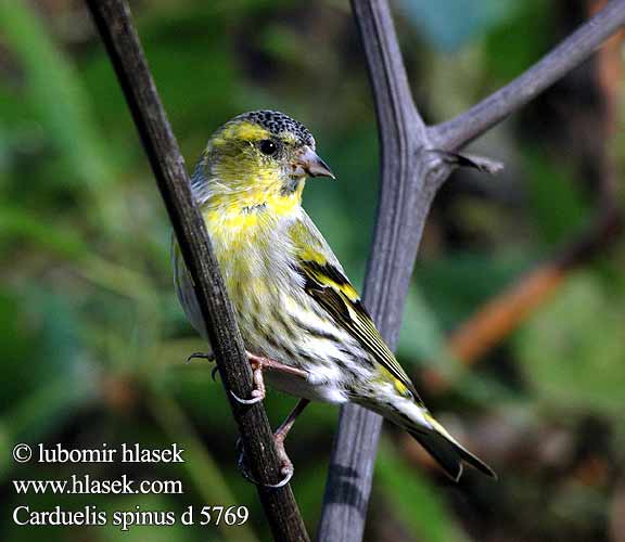 Carduelis spinus d5769