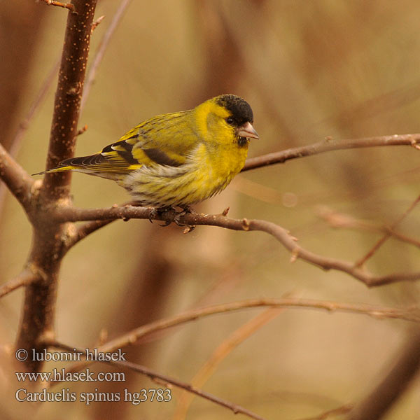 Carduelis spinus الحسون الشوكي 검은머리방울�