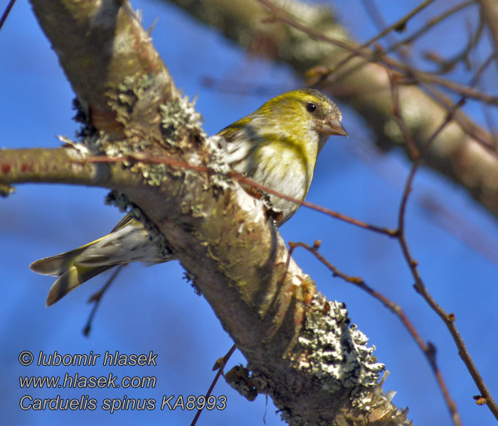 Grønsisken Carduelis spinus