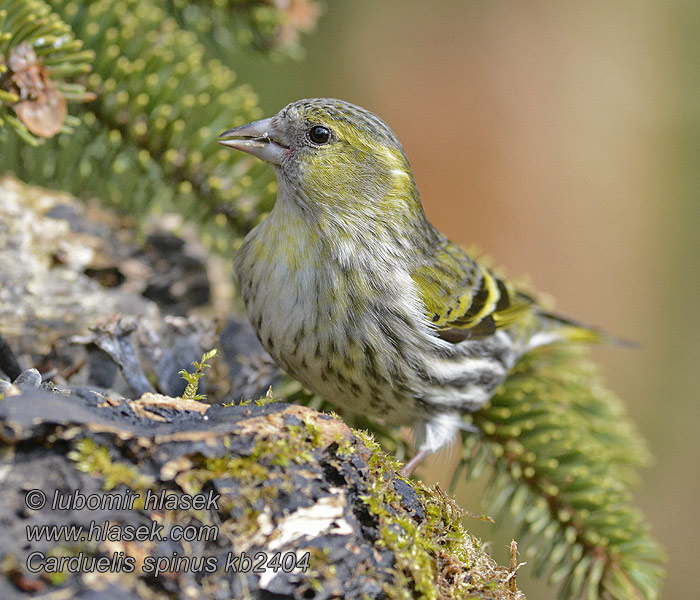 Vihervarpunen Carduelis spinus