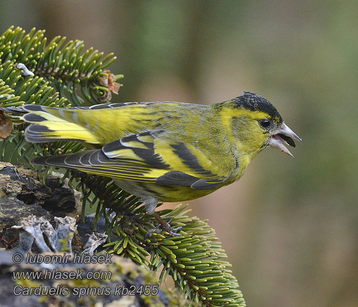 Tarin aulnes Carduelis spinus