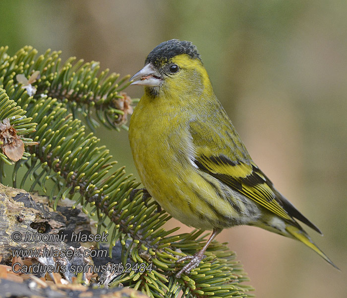 Sijs Carduelis spinus