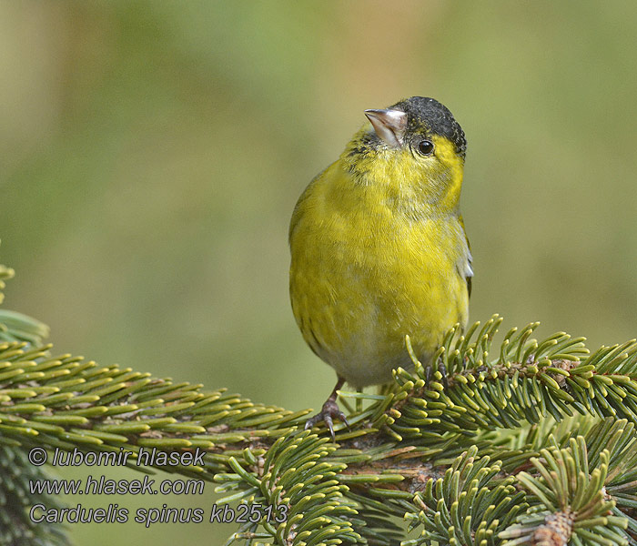 Lucherino eurasian Carduelis spinus