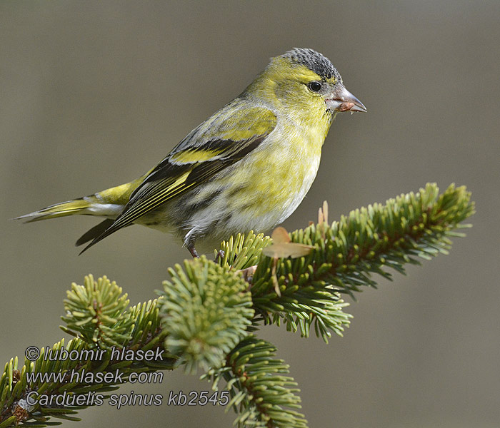 Csíz Erlenzeisig Carduelis spinus