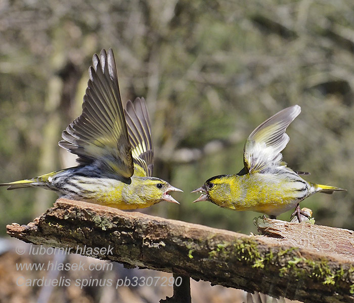 Carduelis spinus