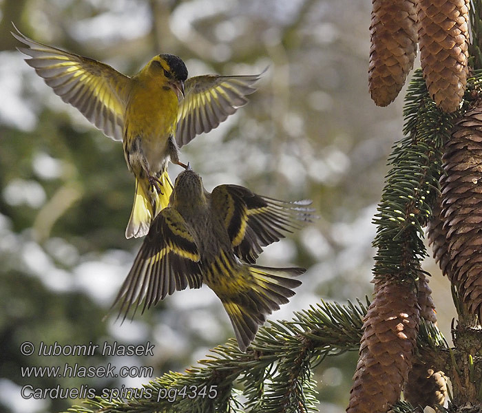 Czyż Carduelis spinus