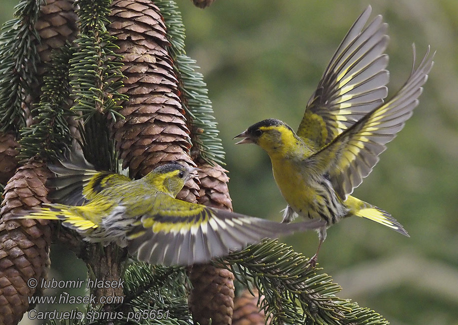 Stehlík čížavý Carduelis spinus