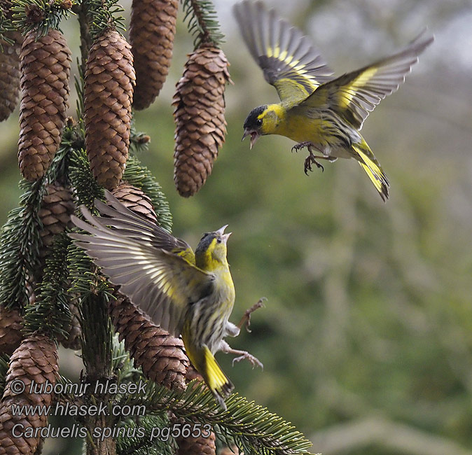 Čížek lesní Carduelis spinus