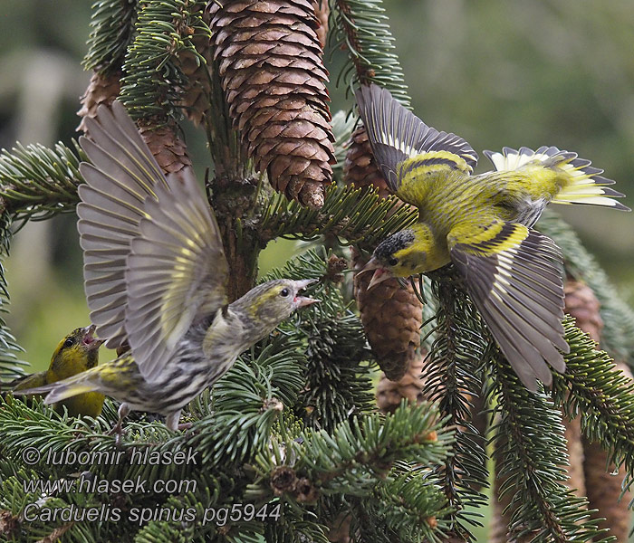 Lúgano Carduelis spinus