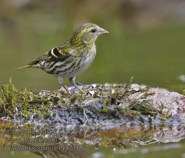 黃雀 Чиж マヒワ Carduelis spinus