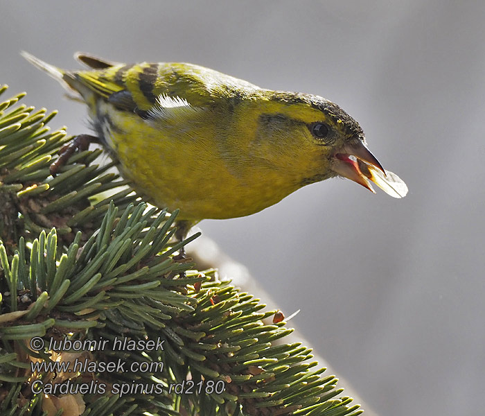 الحسون الشوكي Carduelis spinus