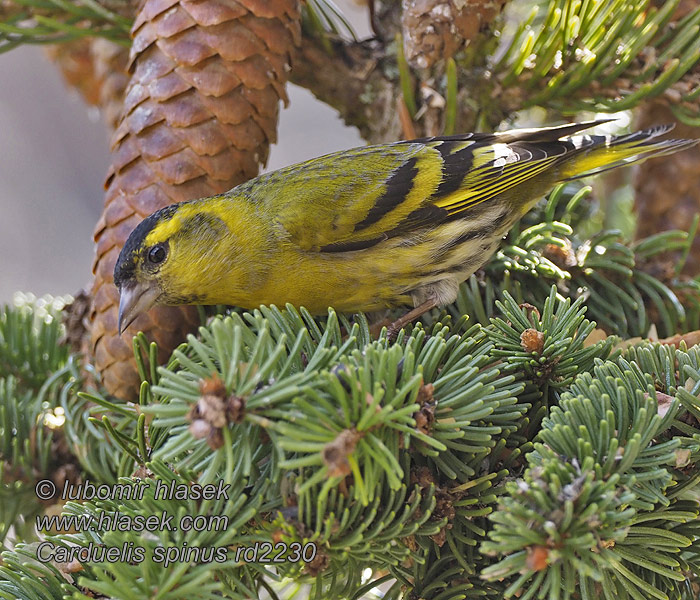 검은머리방울Carduelis spinus