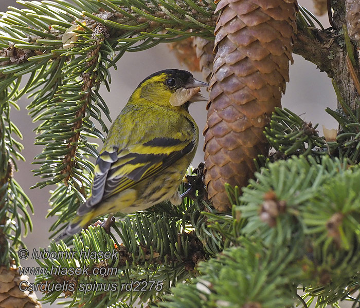 Λούγαρο Carduelis spinus