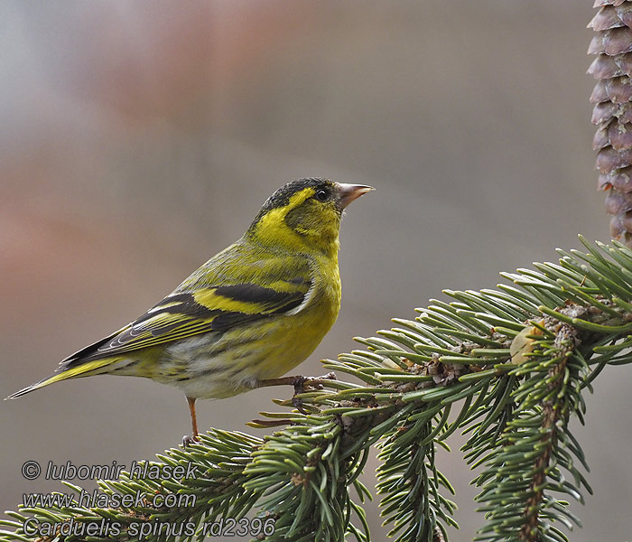 Lugre Carduelis spinus